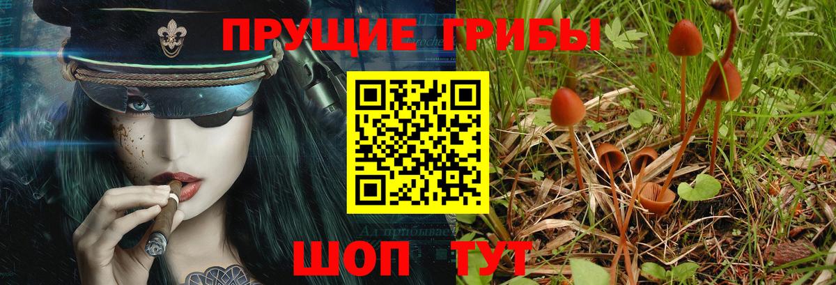 Тольятти  закладки  Вход с VPN  Псилоцибиновые грибы MAGIC MUSHROOMS  Псилоцибиновые грибы Magic Shrooms 